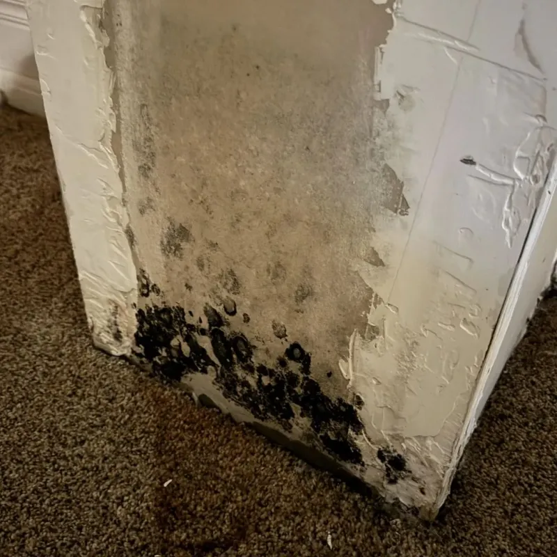 Professional Mold Removal in Atkins, AR